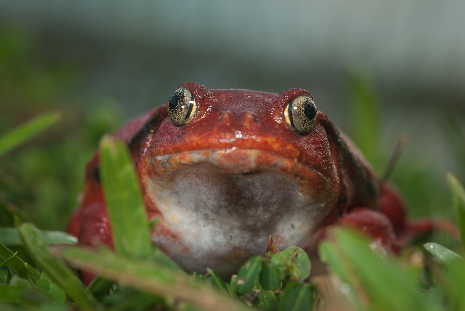 Tomato Frog | Sean Crane Photography