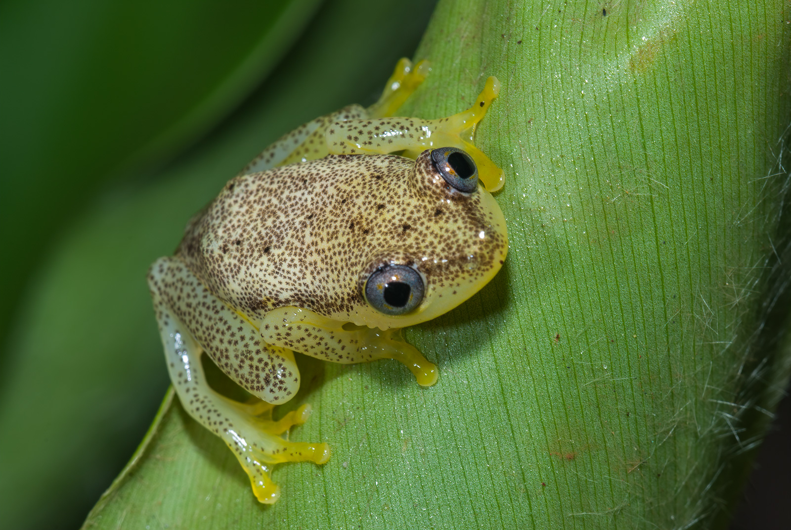 Heterixalus Betsileo | Sean Crane Photography