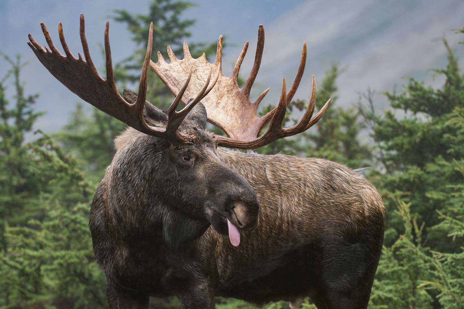 Moose Tongue | Sean Crane Photography