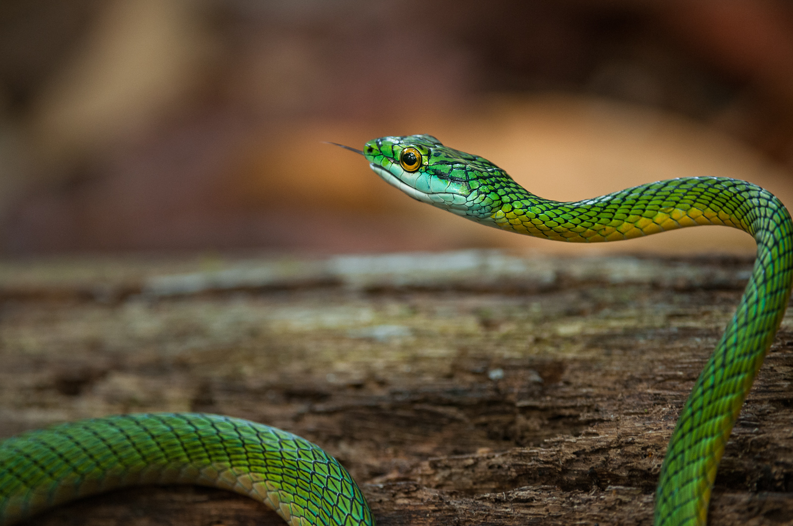 Look a snake. Бежука. Картинка змеючке. Картинка змеючки.