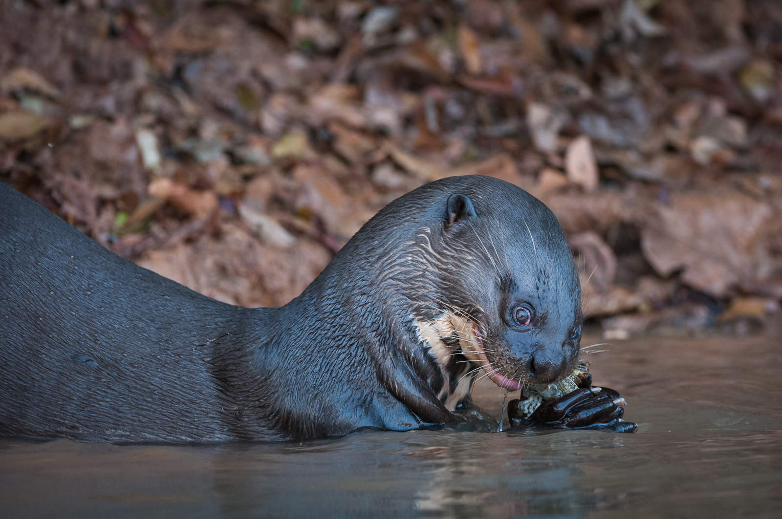 Giant River Otter | Sean Crane Photography