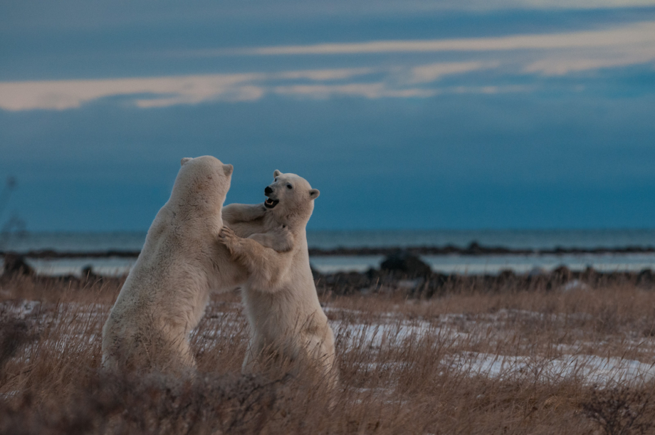 More Dancing Bears | Sean Crane Photography