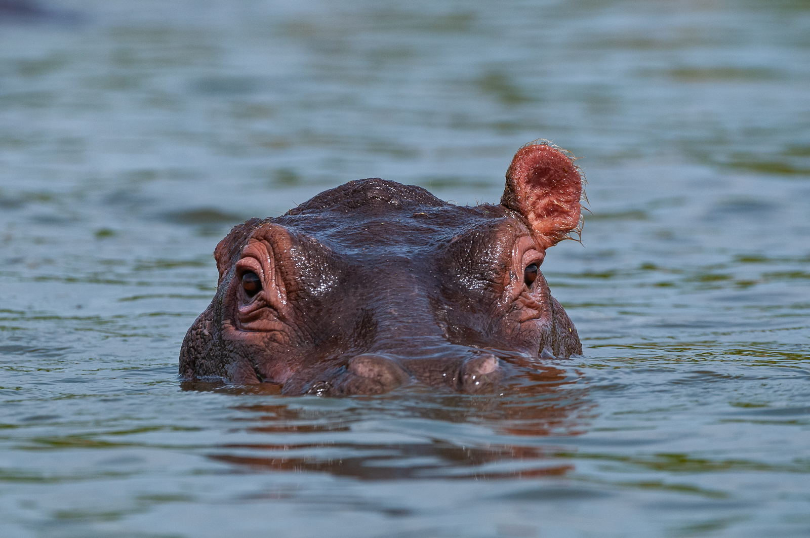 Vincent Van Hippo | Sean Crane Photography