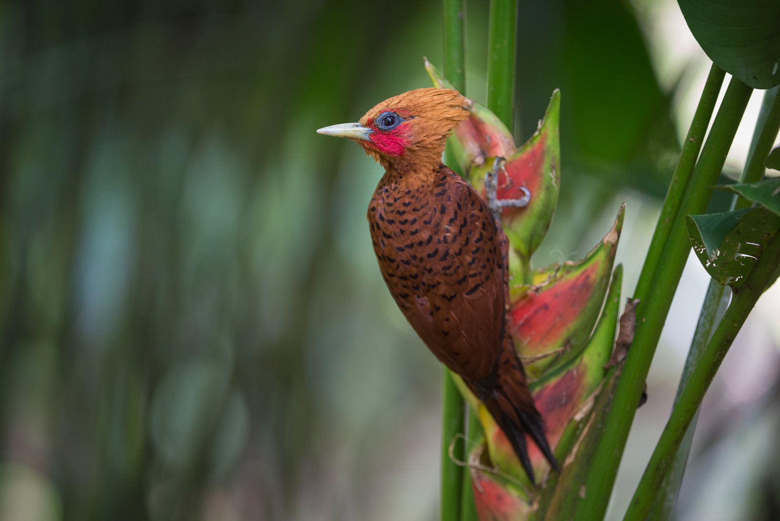 Chestnut Colored Woodpecker Sean Crane Photography   Chestnut Colored Woodpecker 1 