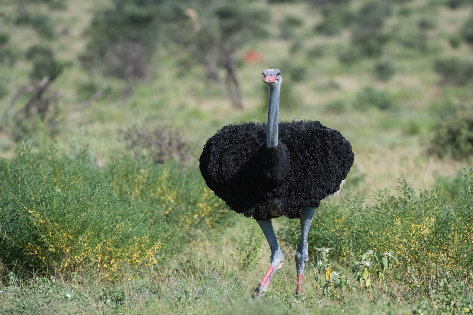 Somali Ostrich | Sean Crane Photography