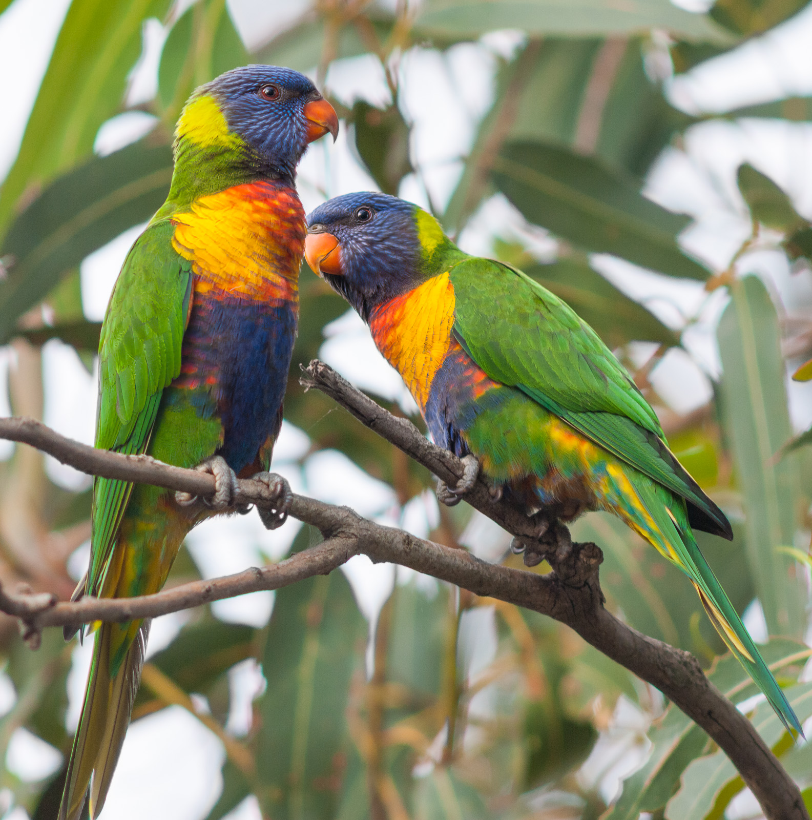 Rainbow Lorikeets | Sean Crane Photography