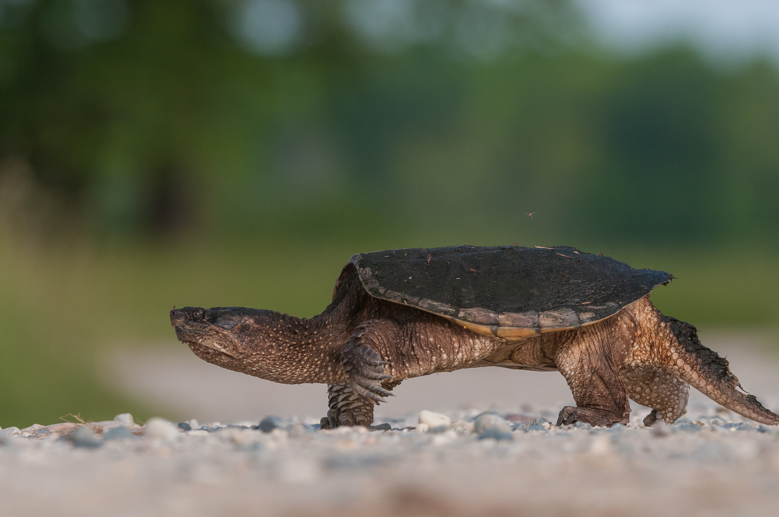 Snapping Turtle | Sean Crane Photography