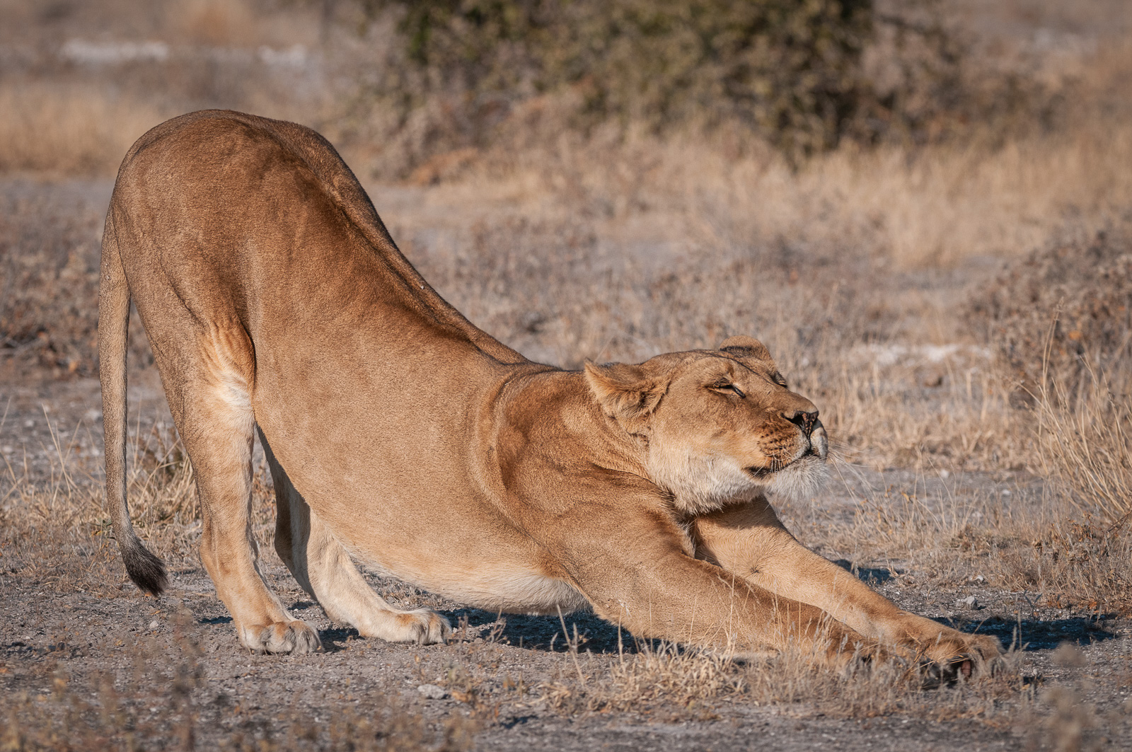 Lioness Stretch | Sean Crane Photography