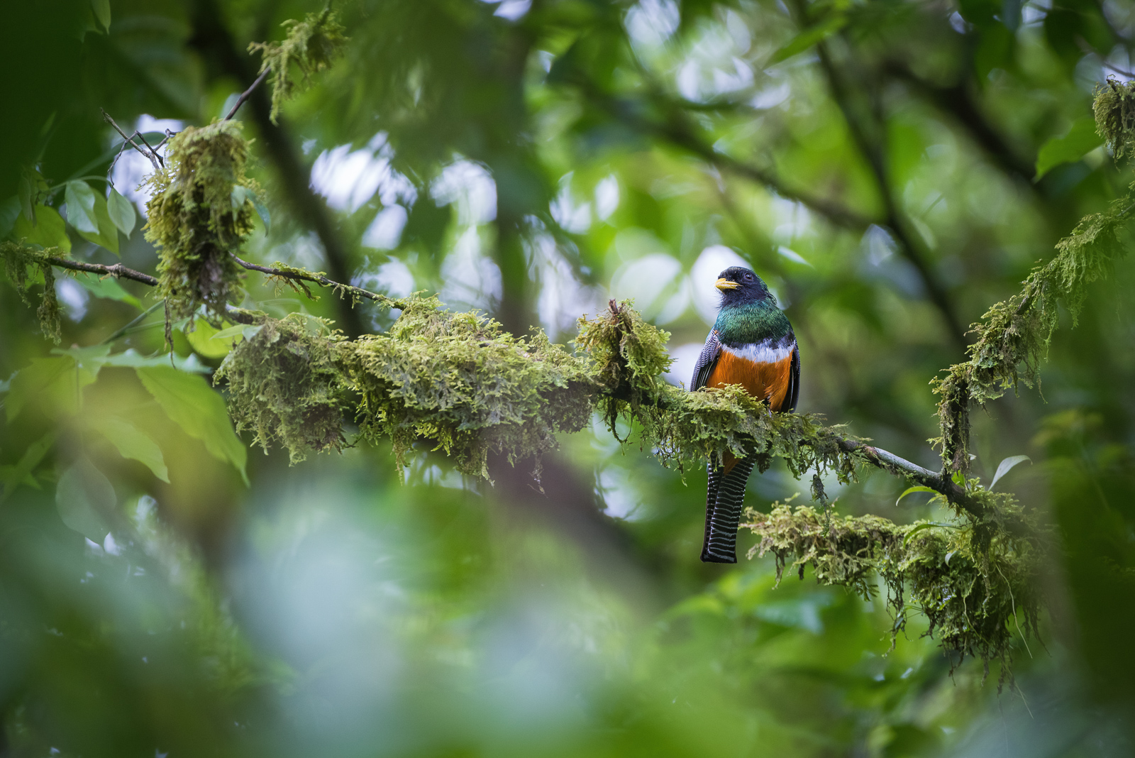 OrangeBellied Trogon Sean Crane Photography
