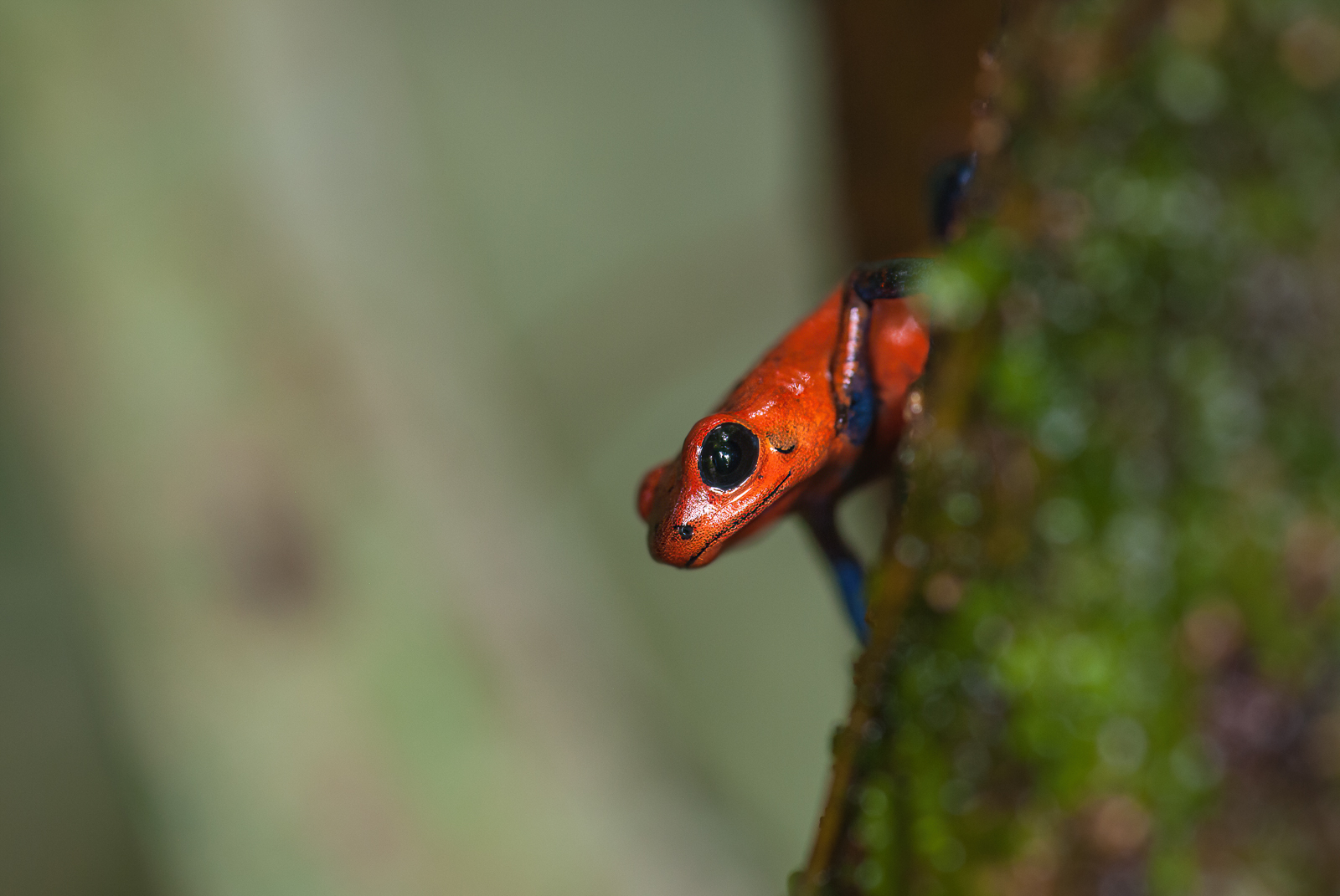 Strawberry Poison Dart Frog | Sean Crane Photography