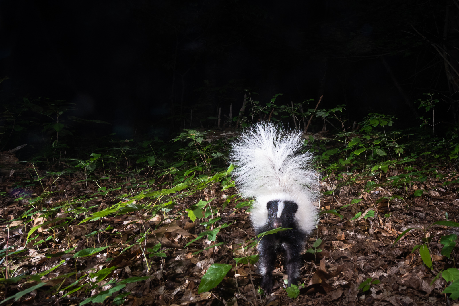 Striped Skunk | Sean Crane Photography