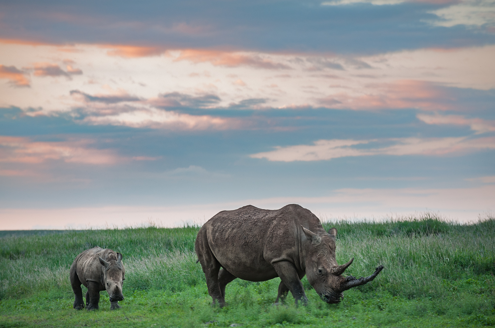 White Rhino Mother and Calf | Sean Crane Photography