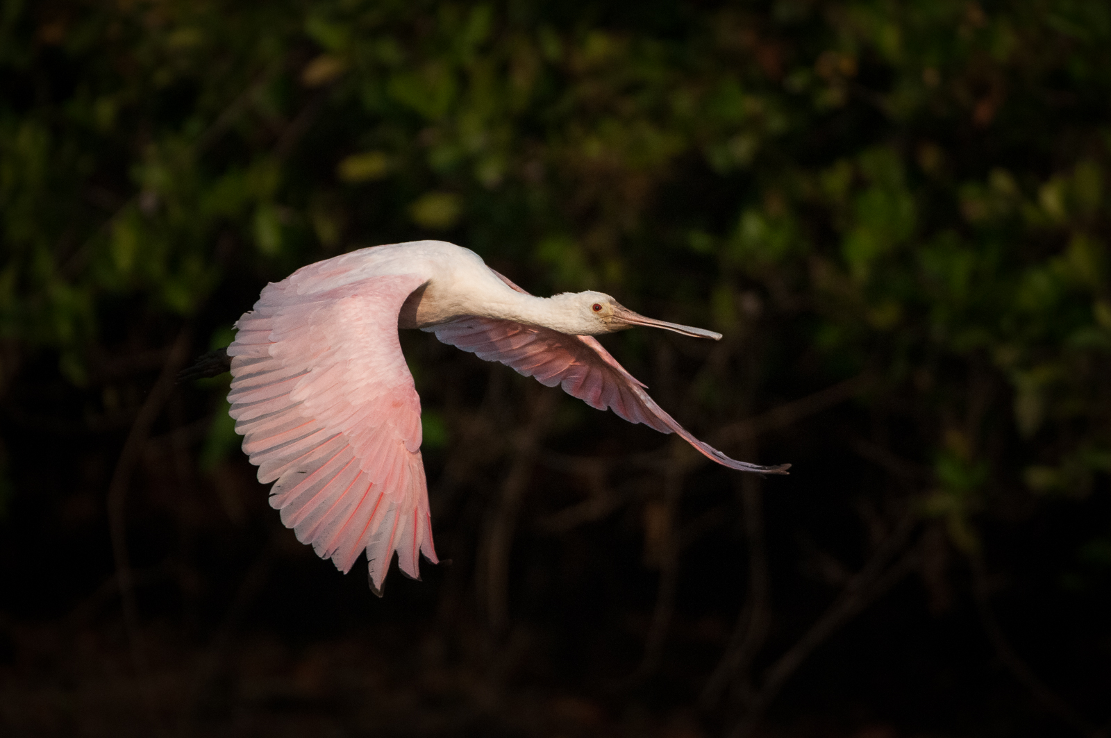 Roseate Spoonbill | Sean Crane Photography