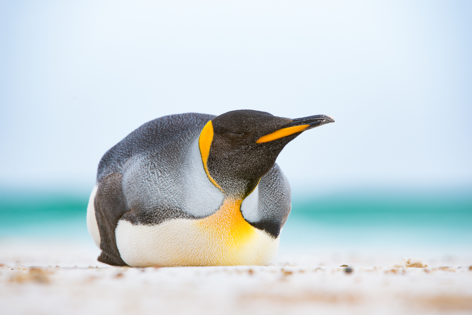 King Penguin in Sand | Sean Crane Photography