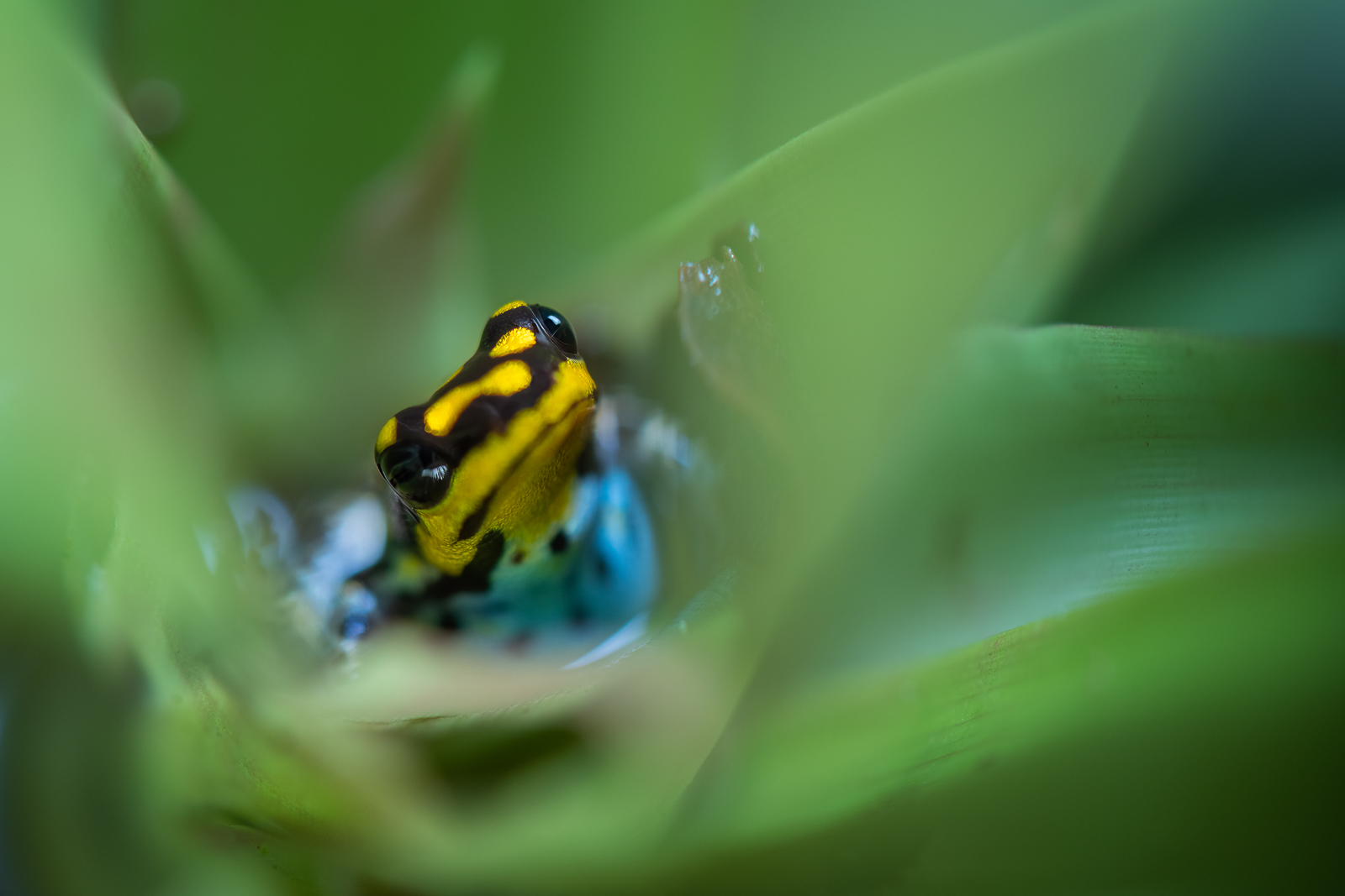 Poison Dart Frog (The Yellow One) | Sean Crane Photography