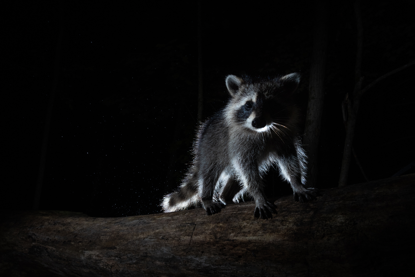 Baby Raccoon Dec6 