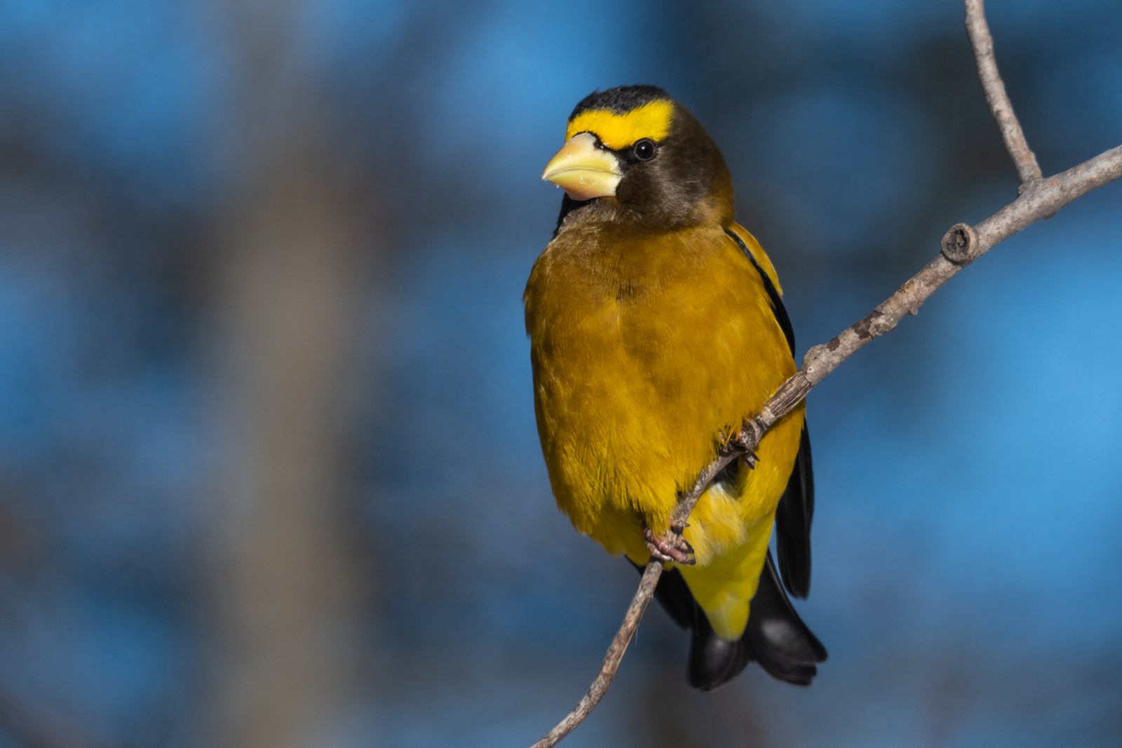 Evening Grosbeak | Sean Crane Photography