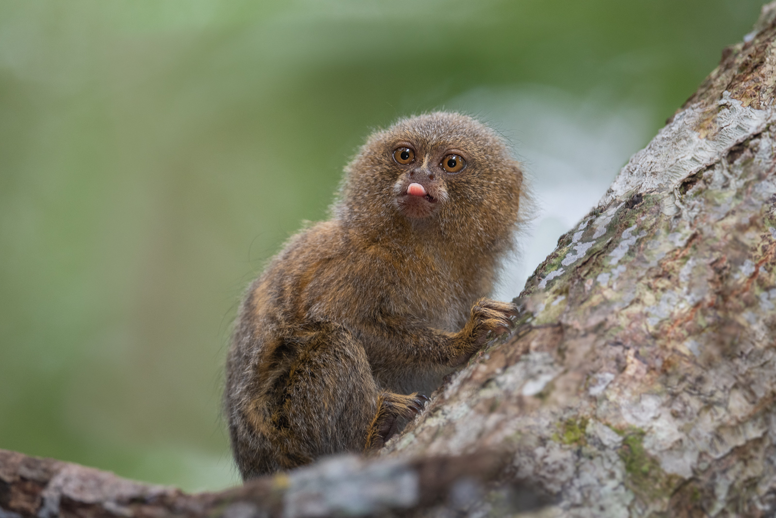 Pygmy Marmoset | Sean Crane Photography