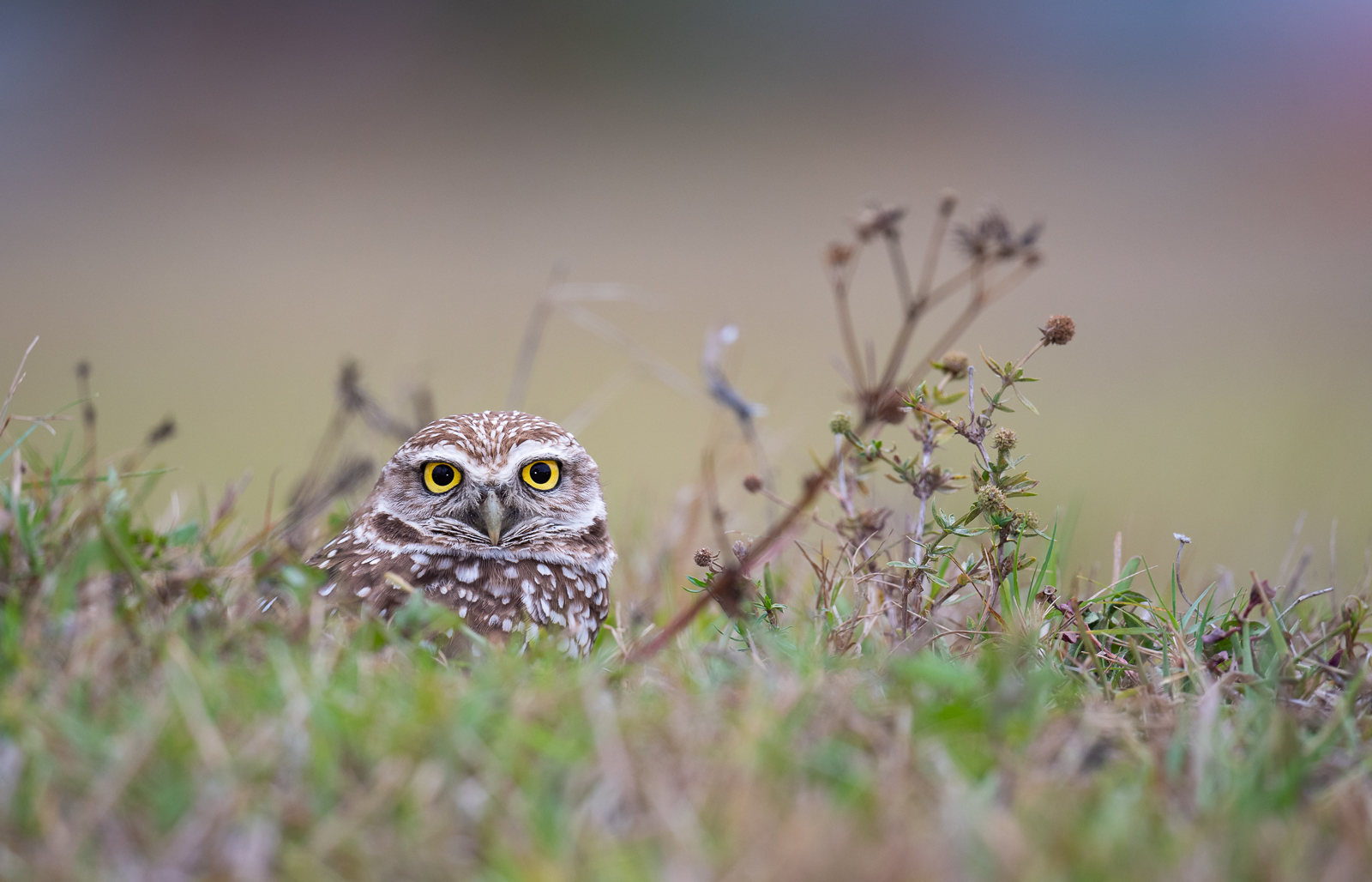 Florida Burrowing Owl | Sean Crane Photography