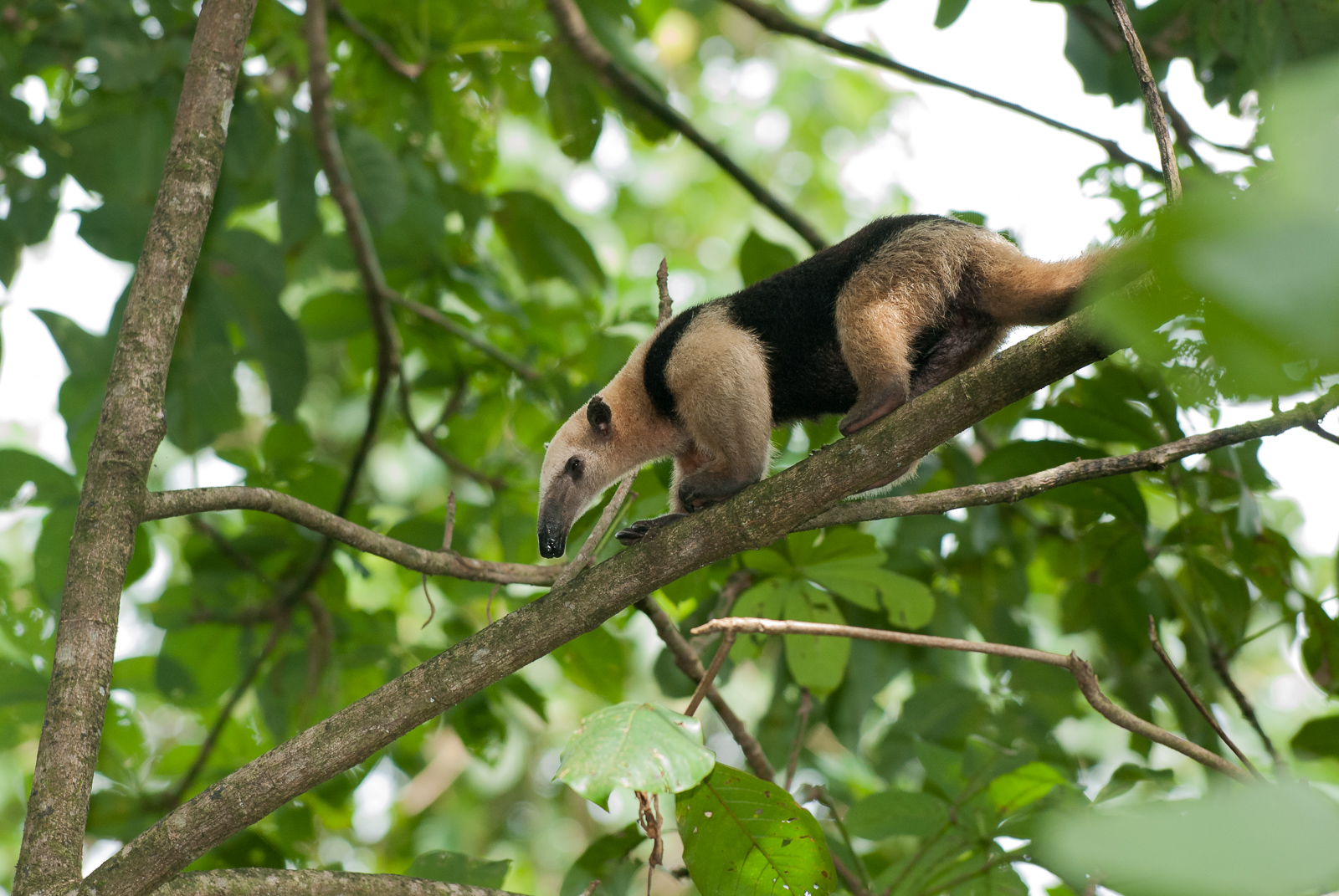 Northern Tamandua | Sean Crane Photography