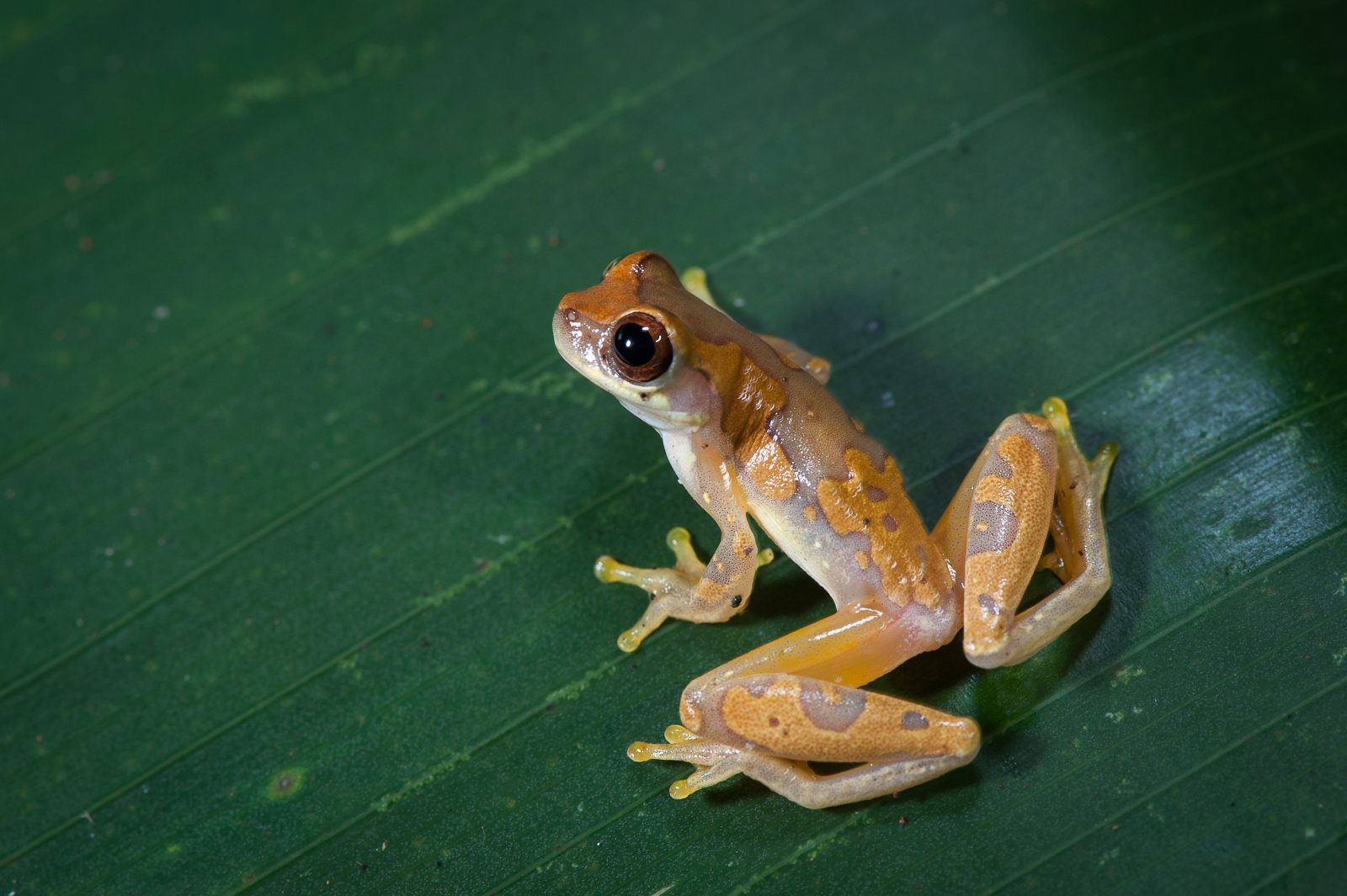 Hourglass Treefrog | Sean Crane Photography