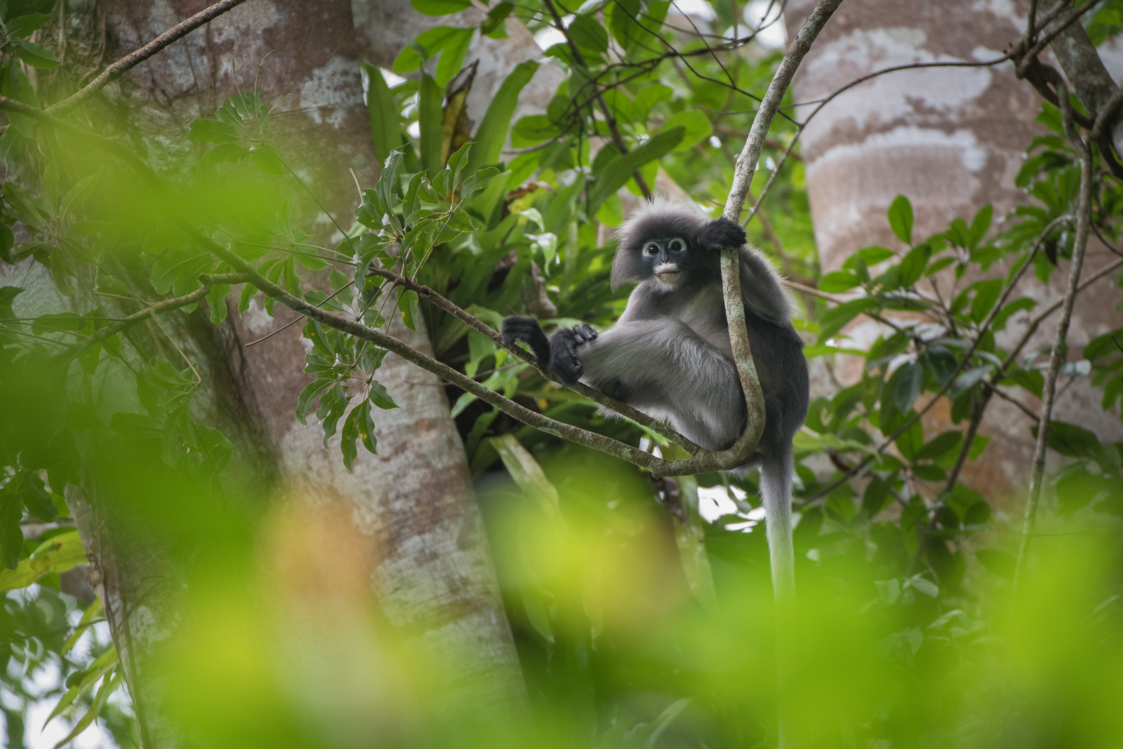 Robinson’s Banded Langur | Sean Crane Photography