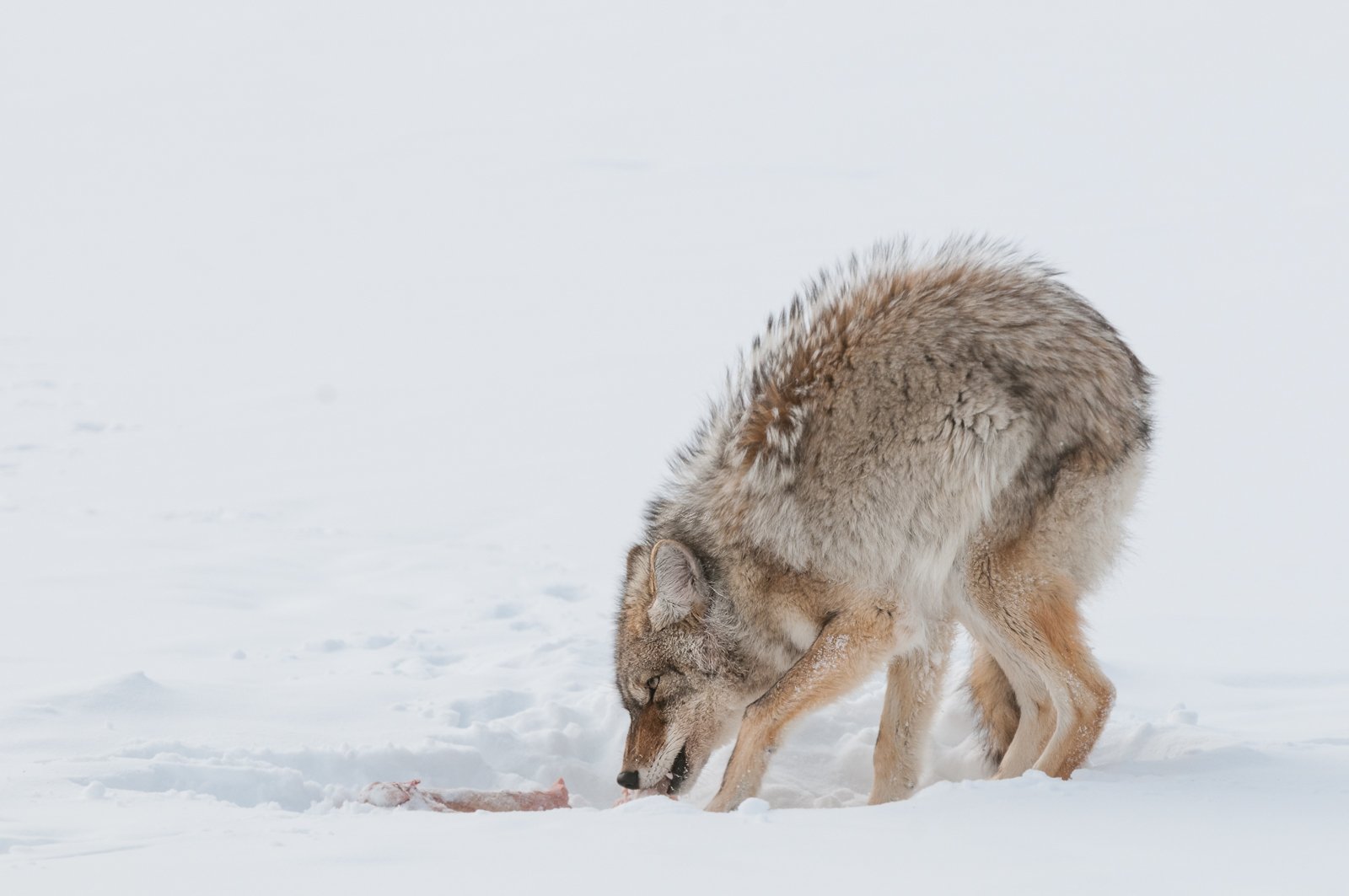 Coyote on Frozen Carcass | Sean Crane Photography