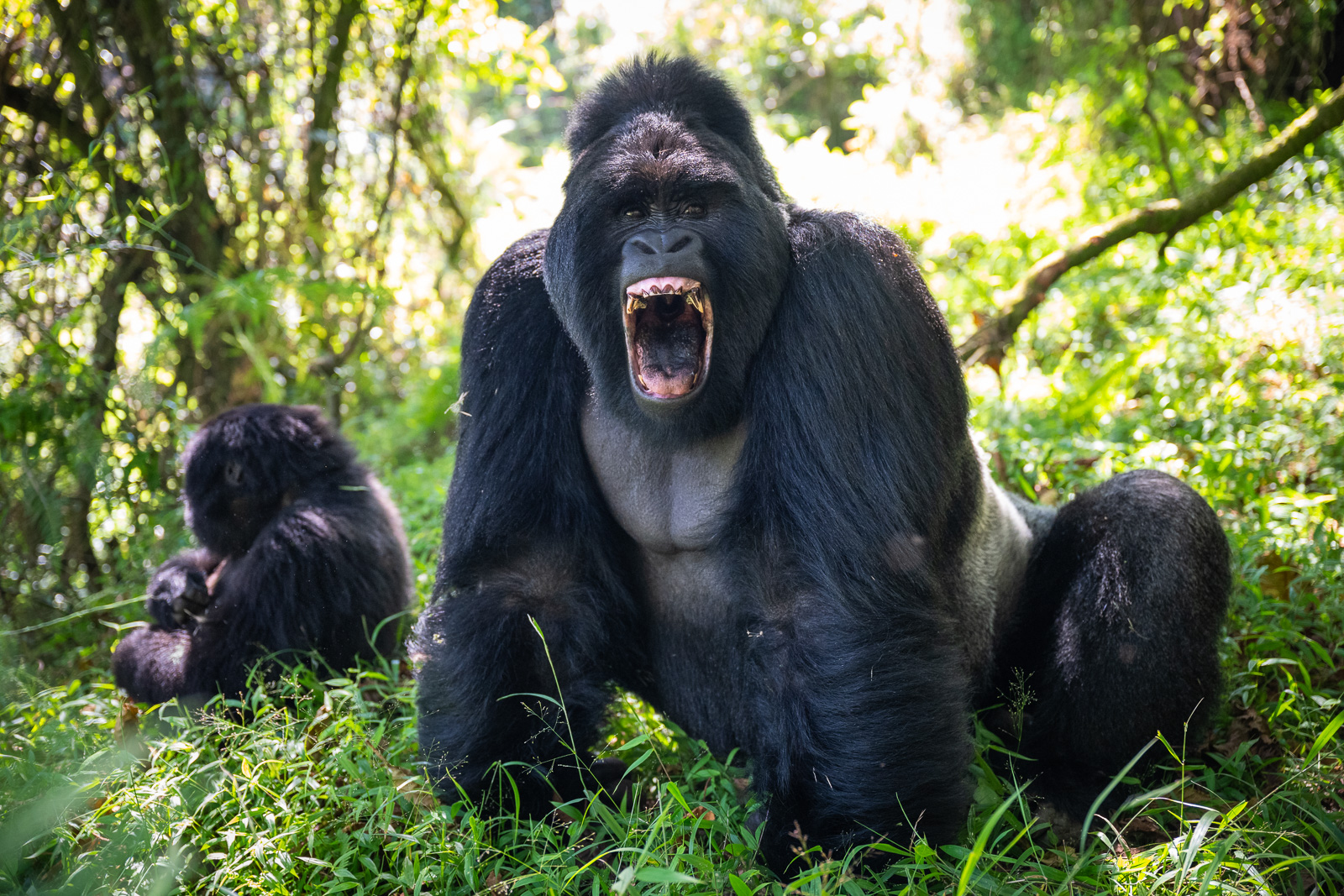 Silverback Mountain Gorilla | Sean Crane Photography