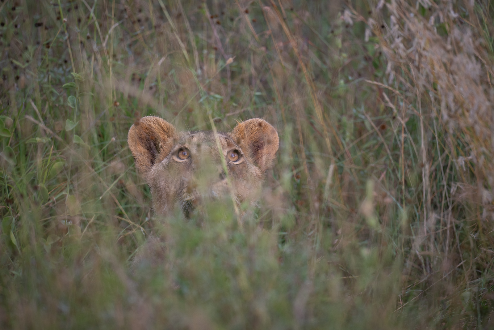 Lion In Tall Grass Sean Crane Photography