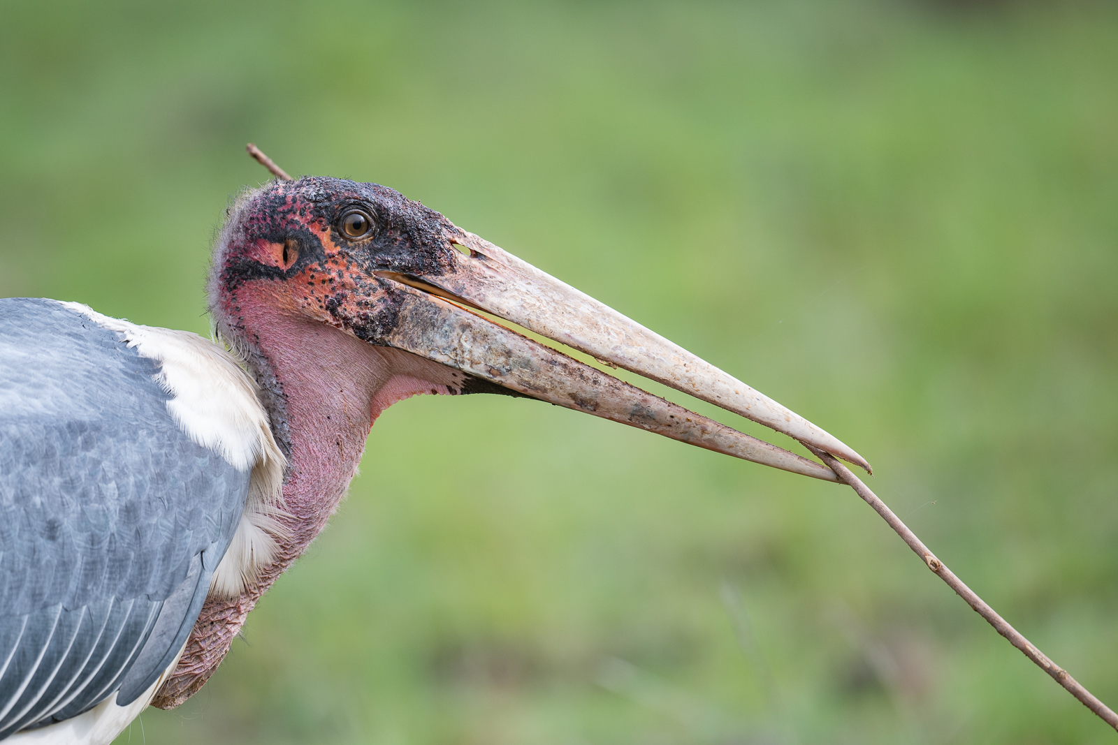 Marabou Stork | Sean Crane Photography