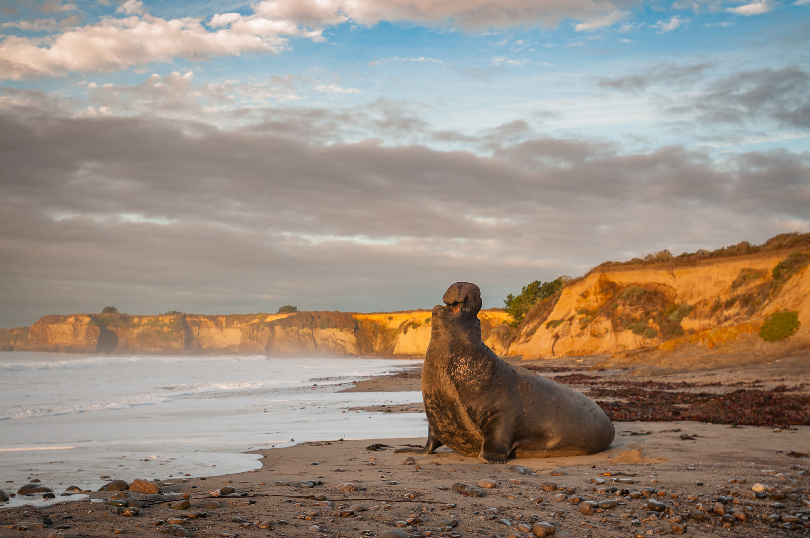 Northern Elephant Seal | Sean Crane Photography