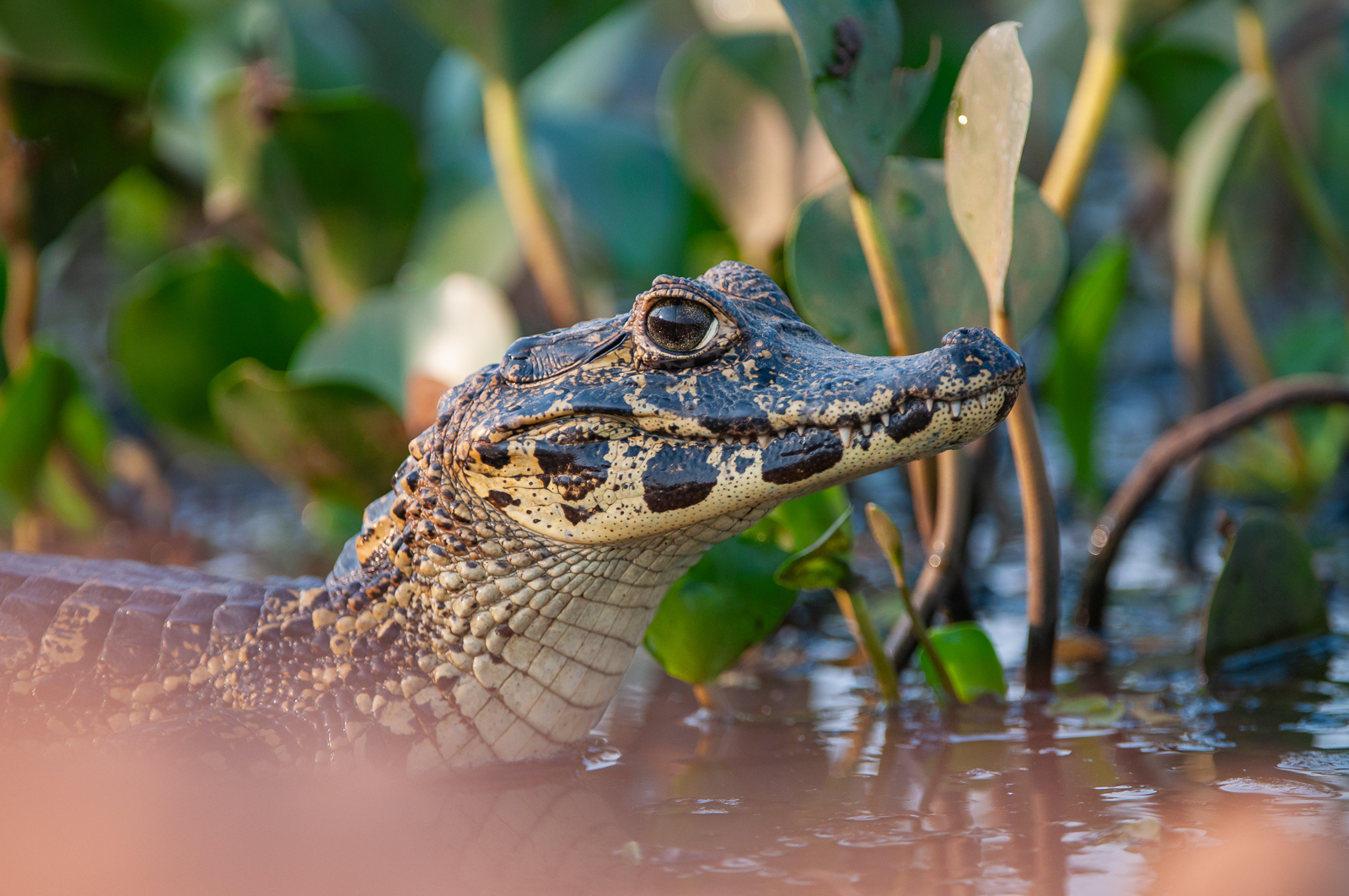 Young Yacaré Caiman | Sean Crane Photography