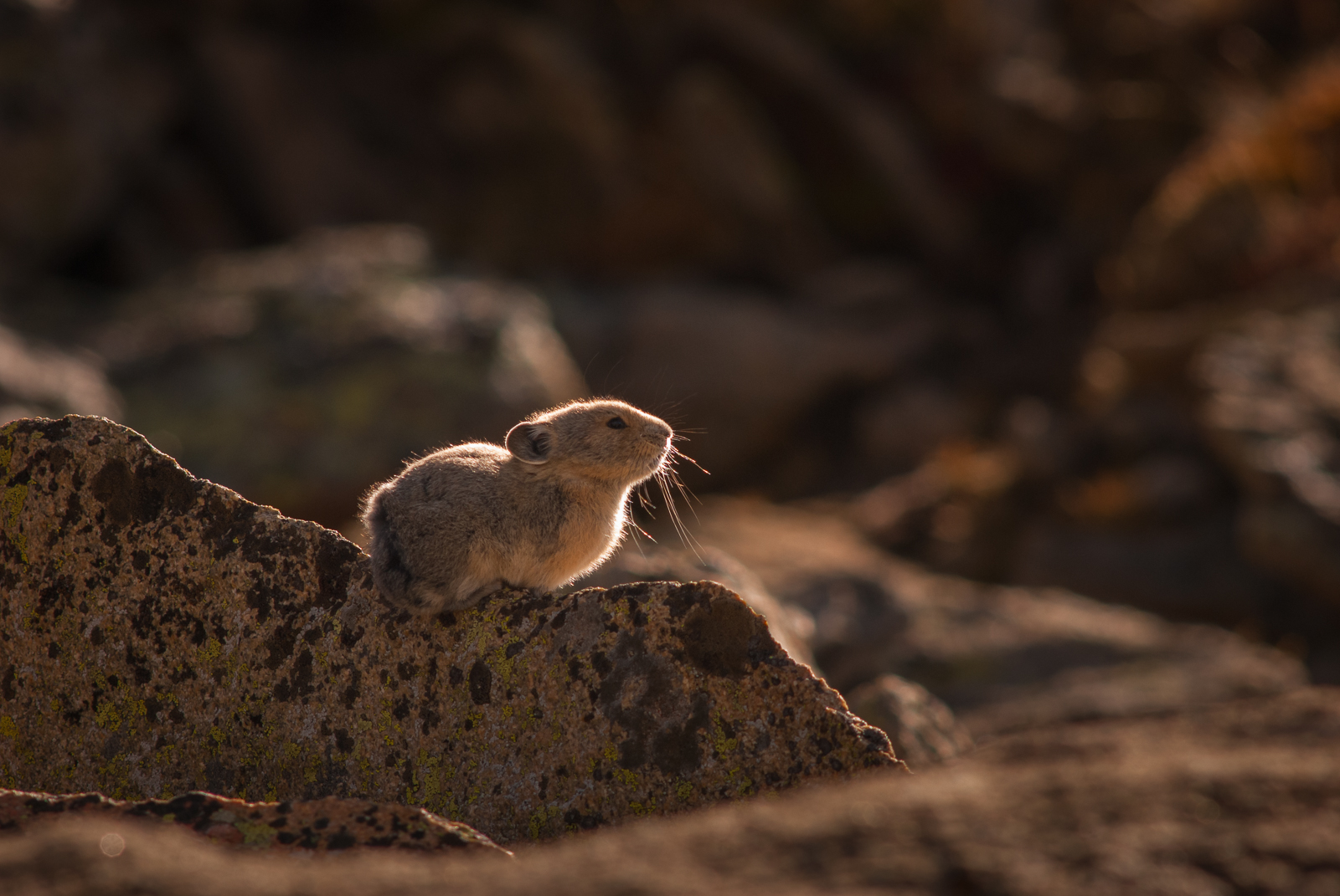 Pika | Sean Crane Photography