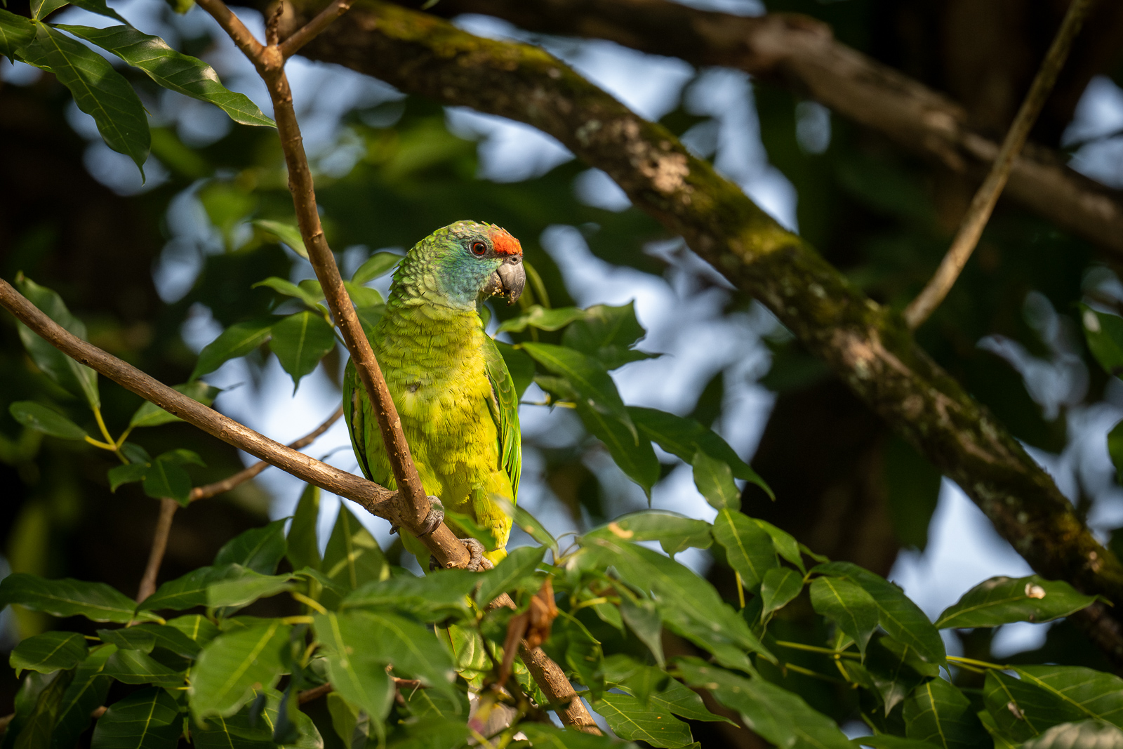 Festive Amazon Parrot | Sean Crane Photography