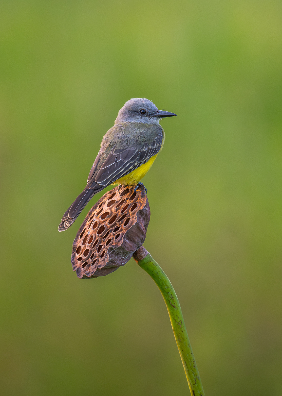 Tropical Kingbird on Lotus Pod | Sean Crane Photography