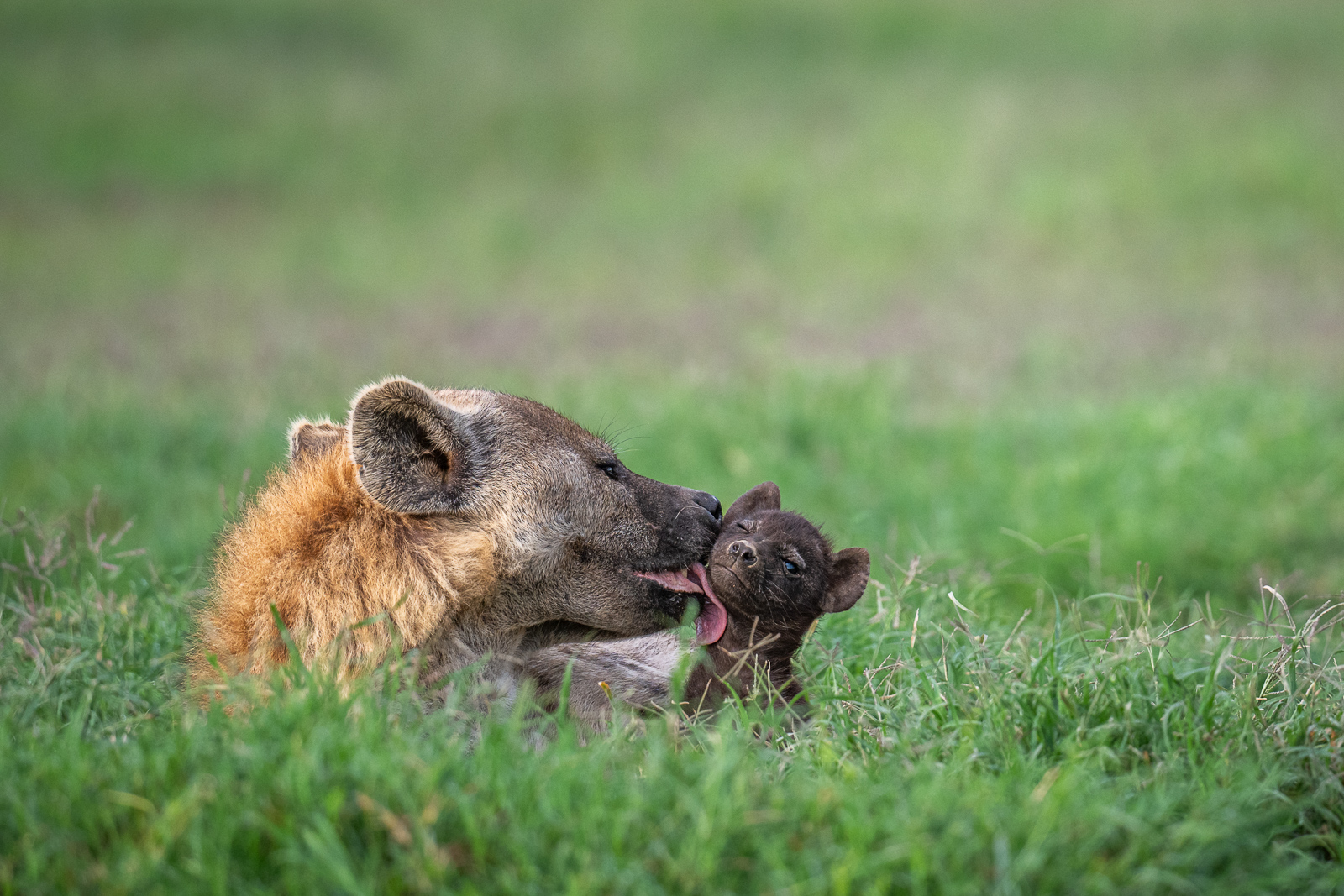 Hyena Pup 