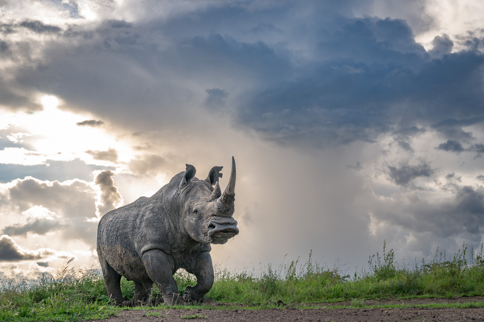 Southern White Rhinoceros | Sean Crane Photography