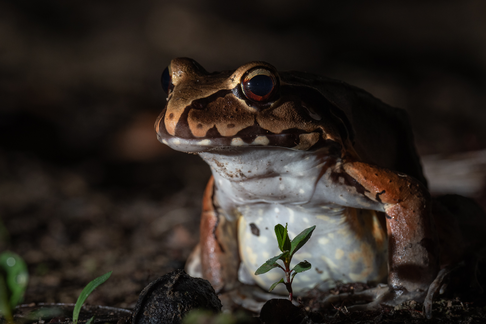 Smoky Jungle Frog Sean Crane Photography