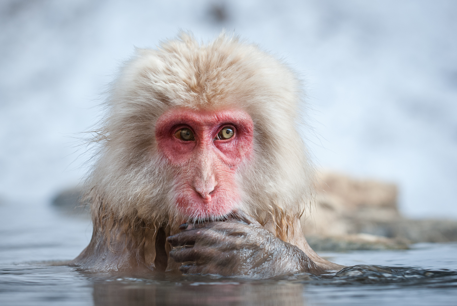 Snow Monkey Portrait Sean Crane Photography