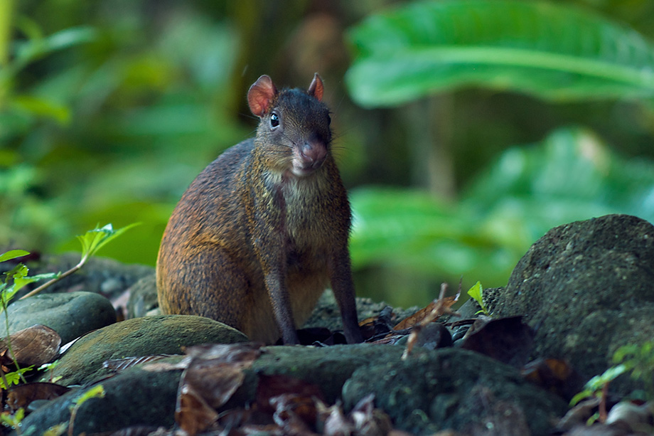 Agouti, Costa Rica | Sean Crane Photography