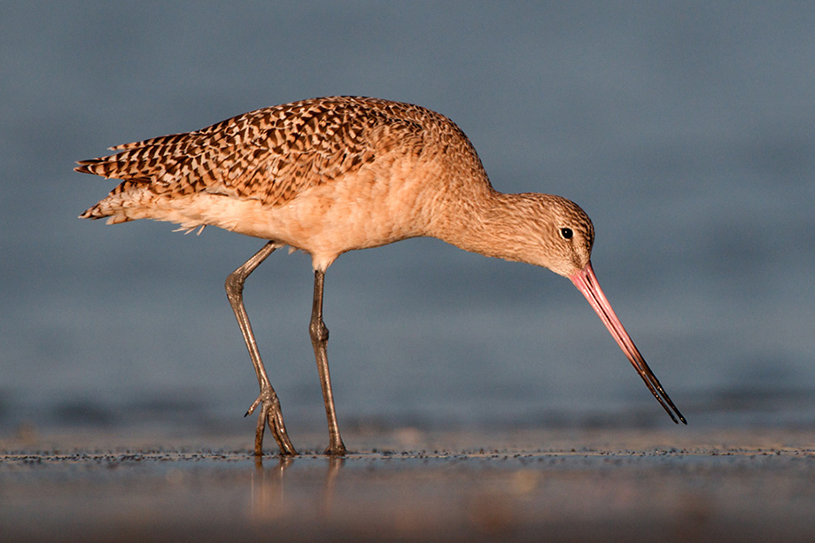 Marbled Godwit, Moss Landing, California | Sean Crane Photography