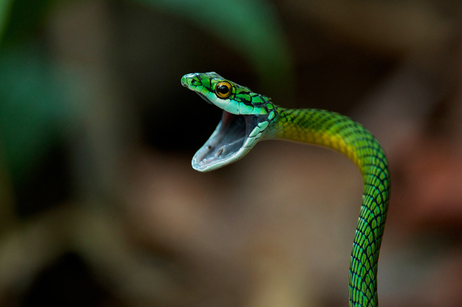 Green Parrot Snake | Sean Crane Photography