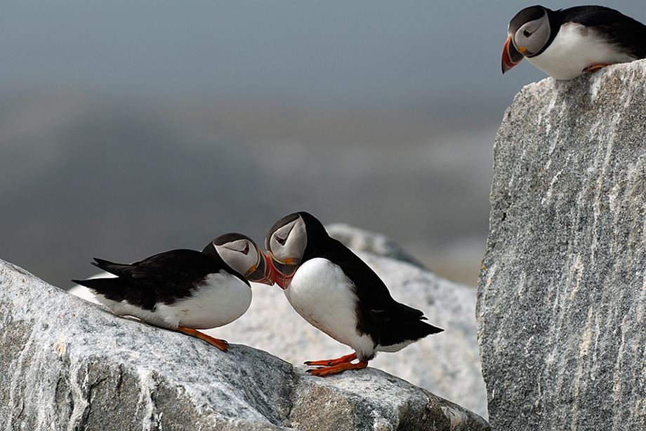 machias seal island puffins        
        <figure class=