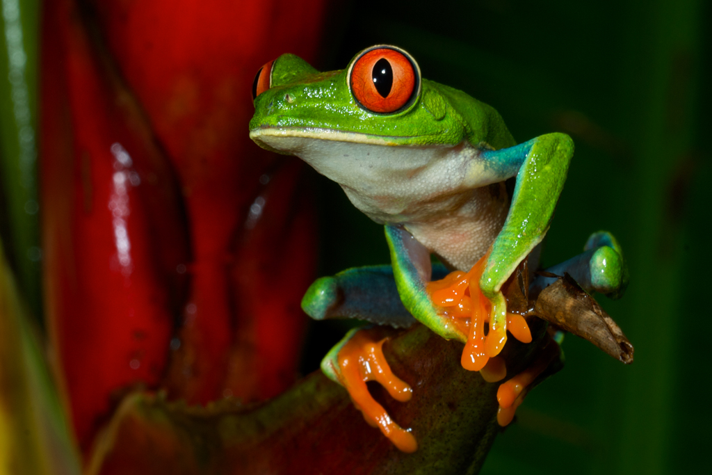 Red Eye Tree Frog | Sean Crane Photography