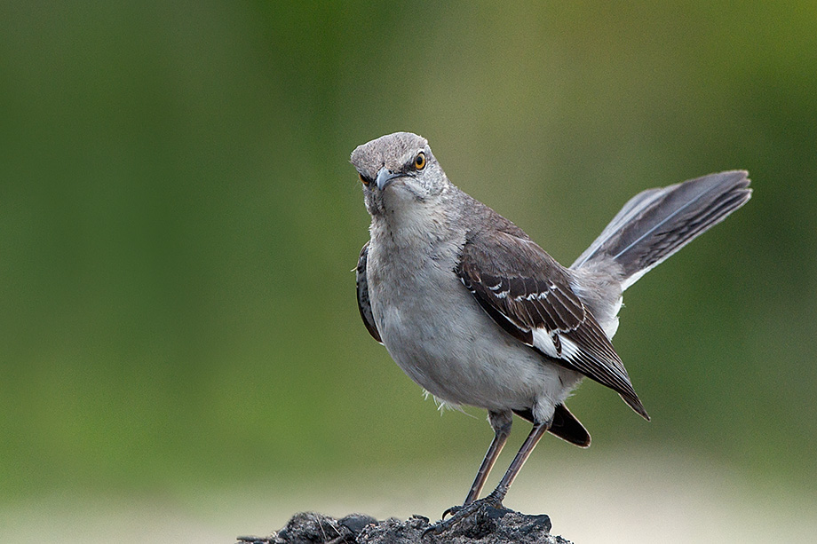 Птицы медоносы Австралии. Ford Mockingbird. Mockingbird. Mockingbird foto.