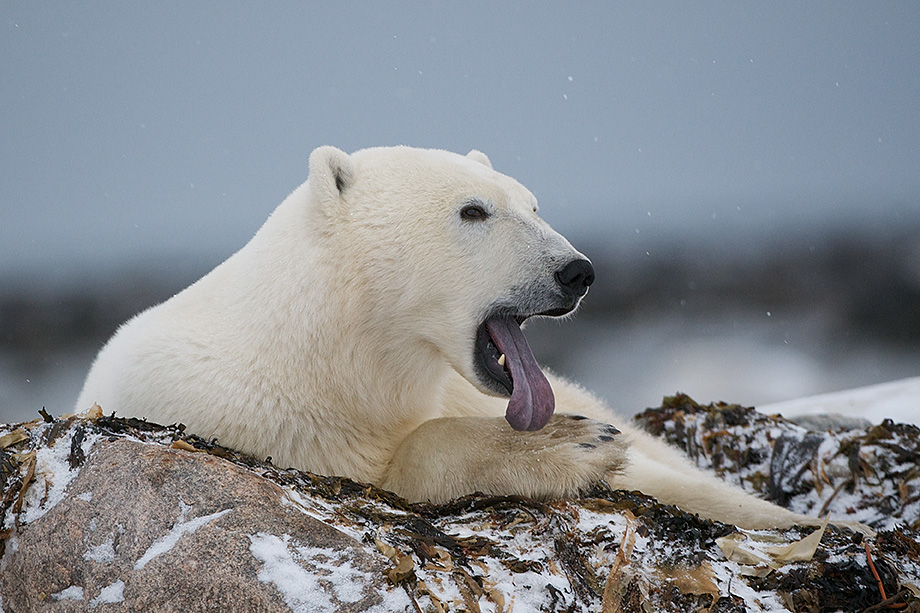 Polar Bear Tongue Sean Crane Photography