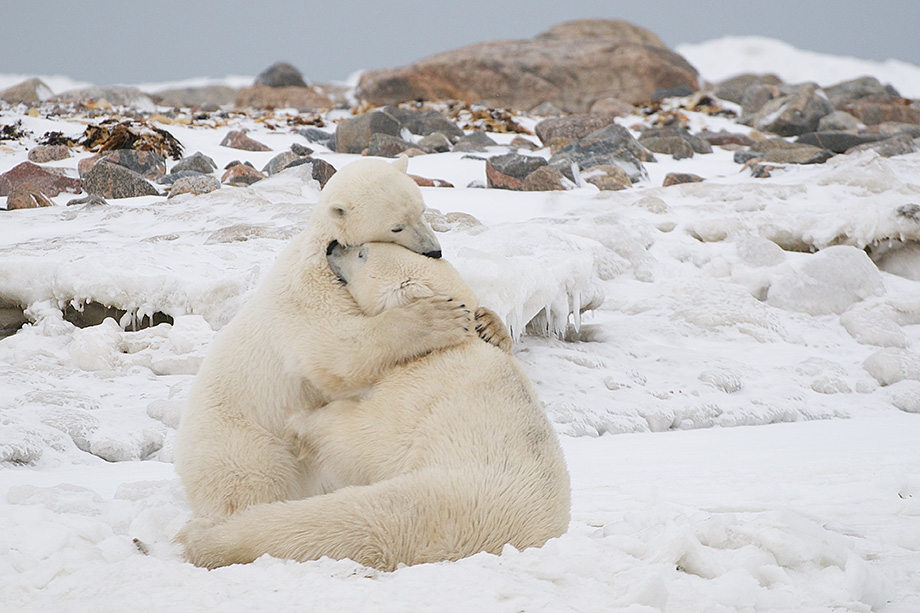 Polar Bears Hugging | Sean Crane Photography